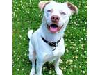 Adopt Gus a Pit Bull Terrier, Husky