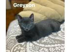 Adopt Greyson a Domestic Short Hair