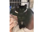 Adopt Godfather a Domestic Short Hair