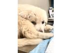 Adopt Thumper DFW a Great Pyrenees