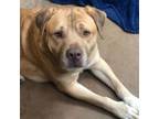 Adopt Carmelo - Sweet big guy! a Pit Bull Terrier, Mixed Breed