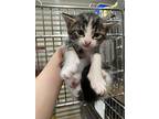 Blaze, Domestic Shorthair For Adoption In Linton, Indiana