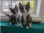 Bagpipes (& Bassoon) Bonded, Domestic Shorthair For Adoption In Herndon