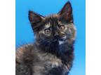 Megan Cannot Be Any Cuter, Maine Coon For Adoption In South Salem, New York