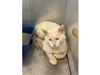 Cat Condo #17, Turkish Angora For Adoption In Greenville, Texas