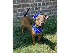 Pebbles, Dachshund For Adoption In Dickson, Tennessee