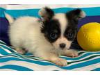 Chihuahua Puppy for sale in Columbia, MO, USA