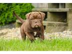 Bulldog Puppy for sale in South Bend, IN, USA