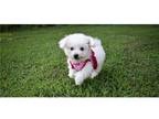 Bichon Frise Puppy for sale in Springfield, MO, USA