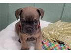 French Bulldog Puppy for sale in Bloomington, IN, USA