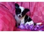 Chihuahua Puppy for sale in Columbia, MO, USA