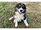 Australian Shepherd Puppy for sale in Fayetteville, AR, USA