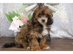 Shih-Poo Puppy for sale in Kirksville, MO, USA