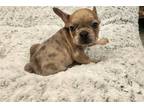 French Bulldog Puppy for sale in Richmond, VA, USA