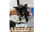 Adopt Betty a Domestic Short Hair