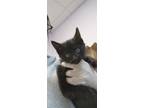 Adopt Busy Bea (Beauty) a Domestic Short Hair