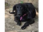 Adopt Ember a Labrador Retriever