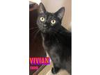 Adopt Vivian a American Shorthair