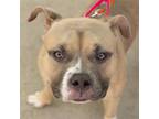 Adopt Bruce a Mixed Breed