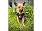 Adopt Archie a Yorkshire Terrier