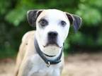 Adopt LUIGI a Pit Bull Terrier