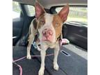 Adopt Archie (Treyarch) a American Staffordshire Terrier, Mixed Breed