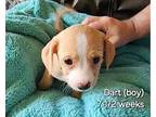 Dart, Jack Russell Terrier For Adoption In San Antonio, Texas