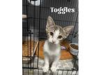 Toggles, Domestic Shorthair For Adoption In Orlando, Florida