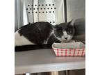Girly Pop, Domestic Shorthair For Adoption In Dearborn, Michigan