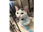 Ornament, Domestic Shorthair For Adoption In Wisconsin Rapids, Wisconsin