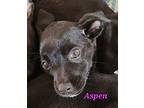 Aspen, American Staffordshire Terrier For Adoption In Calexico, California
