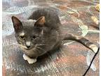 Pearl, Domestic Shorthair For Adoption In Crossville, Tennessee