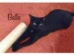 Belle K Foundinshed, Domestic Shorthair For Adoption In West Bloomfield