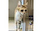 Florence, Domestic Shorthair For Adoption In Oakland, California