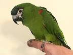 Rocky, Macaw For Adoption In Ballwin, Missouri