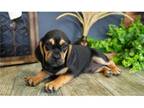 Puggle Puppy for sale in Springfield, MO, USA