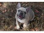 French Bulldog Puppy for sale in Springfield, MO, USA