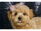 Maltipoo Puppy for sale in Fort Wayne, IN, USA