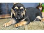 Puggle Puppy for sale in Springfield, MO, USA