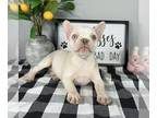 French Bulldog PUPPY FOR SALE ADN-803094 - AKC FRENCHIE PUPPIES
