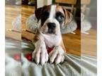 Boxer PUPPY FOR SALE ADN-803120 - Pure breed boxer