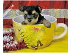 Morkie PUPPY FOR SALE ADN-803194 - Tcup Tiny Tim 9 ounces