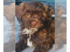 Havanese PUPPY FOR SALE ADN-803232 - AKC Champion Lines Male Chocolate
