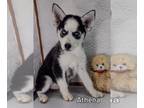 Siberian Husky PUPPY FOR SALE ADN-803304 - Siberian Husky Girl