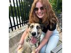 Experienced & Reliable Pet Sitter in Boston, MA $22/Day