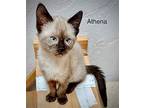 Athena, Siamese For Adoption In St. George, Utah