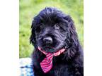 Puppy Buckley, Labrador Retriever For Adoption In Martinez, Tennessee