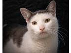 Bonkers (fcid# 06/18/2024 - 1 Trainer), Domestic Shorthair For Adoption In