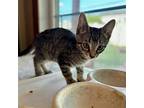 Romeo, Levittown Petsmart (fcid 06/11/2024-145), Domestic Shorthair For Adoption