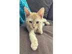 Archer, Domestic Shorthair For Adoption In Pitman, New Jersey